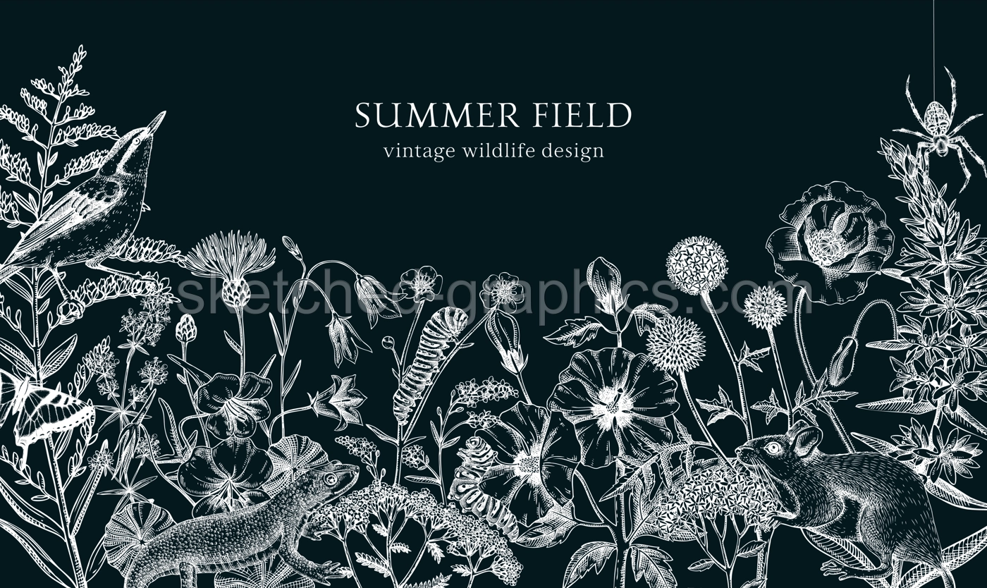 Summer design  in sketched style. Botanical drawings of wildflowers, herbs, meadows, berries, animals and birds. Vintage wildlife hand-drawn illustrations. Field plants background on chalkboard Illustration